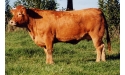 HIGHLANDER - Limousin